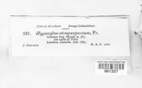 Nemania atropurpurea image